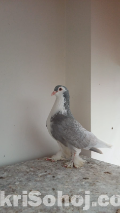 সিরাজি নর